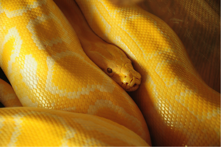 Yasser Abusen Yellow Snake | Creative Commons vis Flickr - https://flic.kr/p/d1UedG